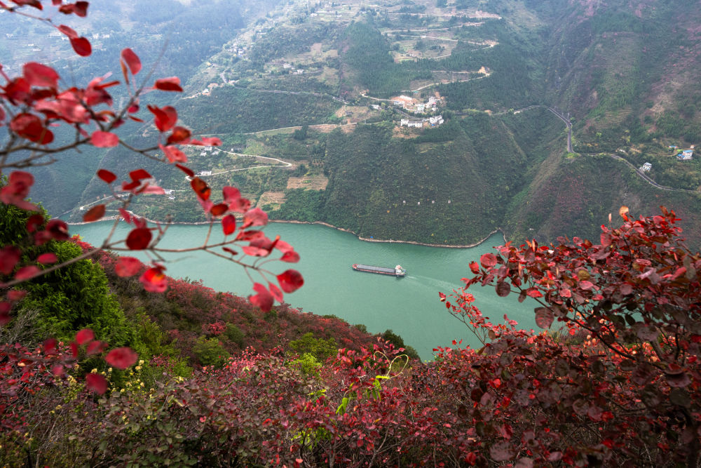 船舶行駛在紅葉掩映下的長江三峽重慶市巫山縣水域（2023年11月30日攝）。新華社記者 肖藝九 攝