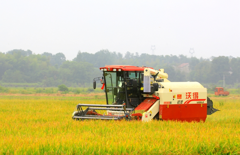 早稻收割忙，農(nóng)機(jī)來助力。常德市鼎城區(qū)融媒體中心供圖